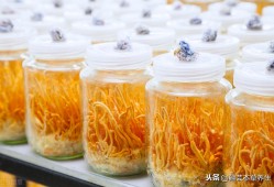 冬虫夏草的功效与作用及食用方法 冬虫夏草从挑选、吃法、用量到功效和保存方法的注意事项