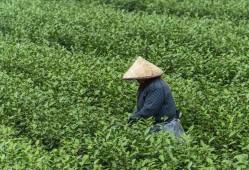 (十大名茶最新排名)中国十大名茶有哪些?你喝过哪几种，最喜欢哪一种呢?