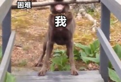 (网贷太多被拒哪个平台还能贷)网贷太多总被拒?大师兄教你轻松有钱花!