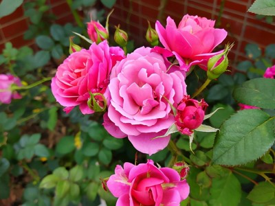 （月季简介）简介月季花、蔷薇、刺梅花，养护会遇到的问题，怎么预防呢?