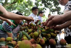 （白糖罂荔枝和妃子笑荔枝哪个好吃）因杨贵妃闻名的荔枝来自这里，你觉得白糖罂和妃子笑哪个好吃