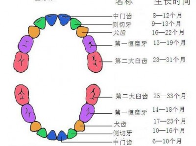 （人共有多少颗牙）人的一生中有多少颗牙齿，你们知道吗?