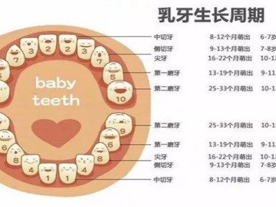 （幼儿牙齿分布）萌牙小课堂002:小乳牙有几颗，幼儿也要刷牙吗?