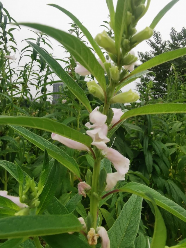 这几个动作，可能让血压瞬间增高!心内科专家:教你几招稳住血压|燕赵健康大讲堂（能让血压瞬间升高的办法）