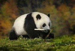 （关于熊猫的介绍）大熊猫的介绍