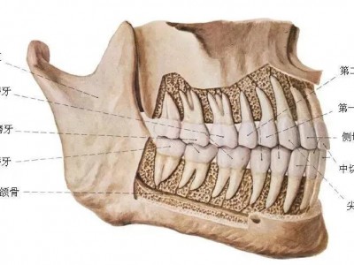 （成人多少颗牙正常）医学小常识|正常人有多少颗牙齿?