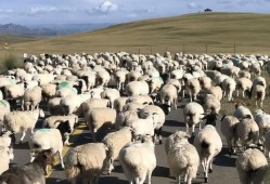 (蒙古国总统)<strong>2020</strong>年送中国三万只羊的蒙古国总统，如今涉嫌贪腐18亿，跑路了?