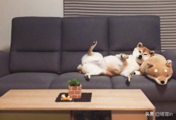 (寄一条狗运费多少)狗狗空运究竟要多少钱?会很贵吗?
