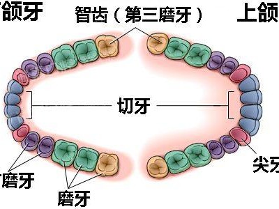 （32颗牙和28颗牙有什么区别）28颗牙和32颗牙有什么区别 长32颗牙齿的人比较聪明吗