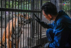 (动物园饲养员工资多少)越秀|动物园的那些事:广州动物园的首代老虎饲养员，原来竟是一位靓女