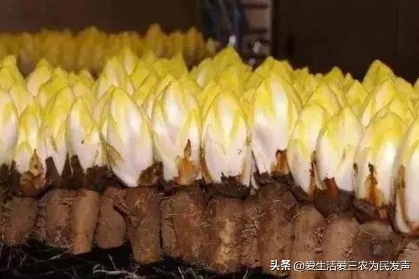 (家庭创业致富小项目)在家种什么既赚钱又简单?这些项目值得考虑，有人因此发家致富!  第10张