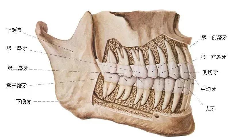（成人多少颗牙正常）医学小常识|正常人有多少颗牙齿?  第1张