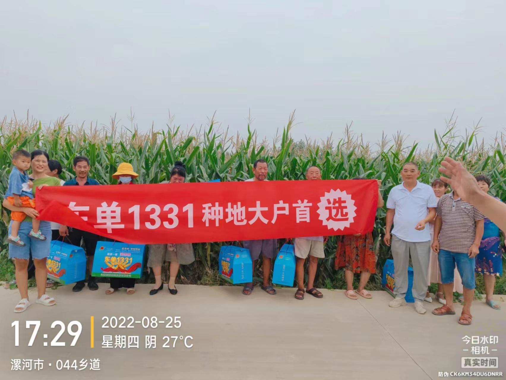 （东单1331玉米种简介）黄淮海地区适合哪个玉米种子品种?推荐东单1331  第1张