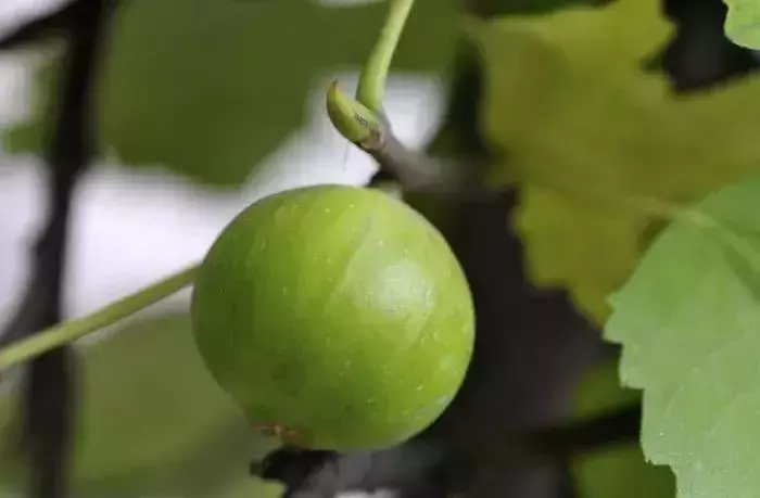 (钻石荷花)何少波作品:钻石荷花(外二首)  第4张