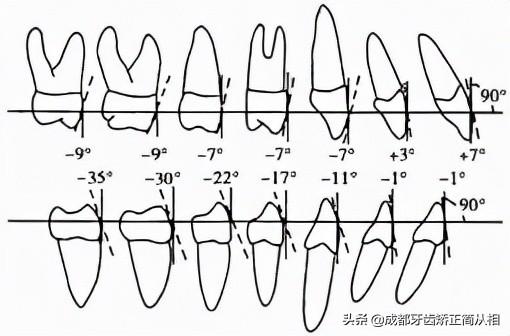 （正常牙齿咬合）怎样判断牙齿咬合功能是否正常?  第7张