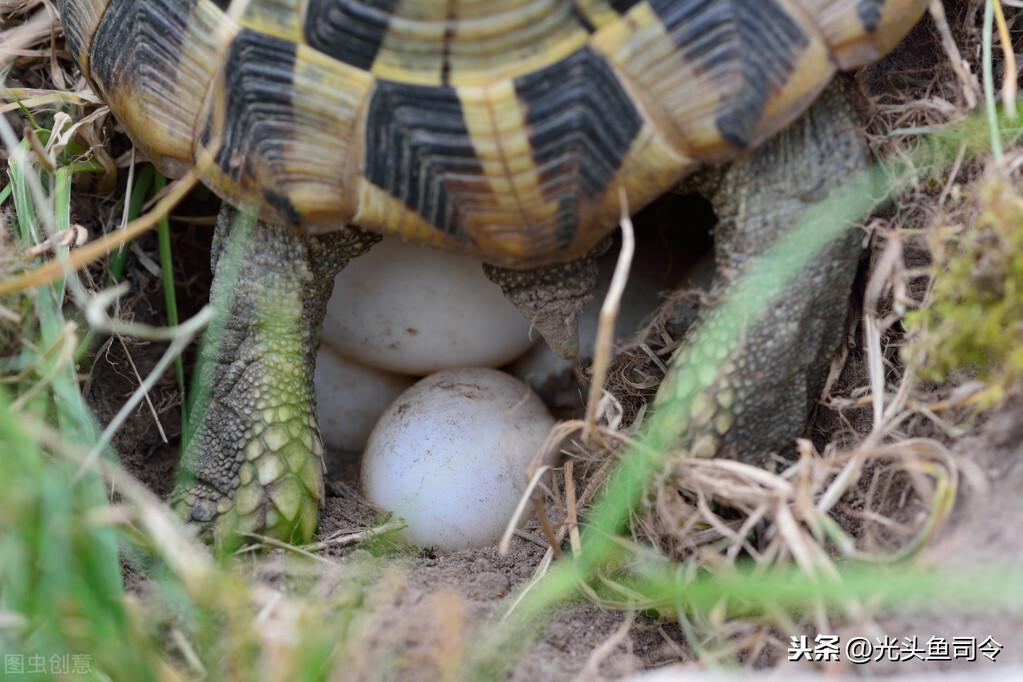 (什么能降低龟的灵敏度)乌龟之殇!每年新增3800万只，你的同情心，毁掉了本土乌龟  第7张