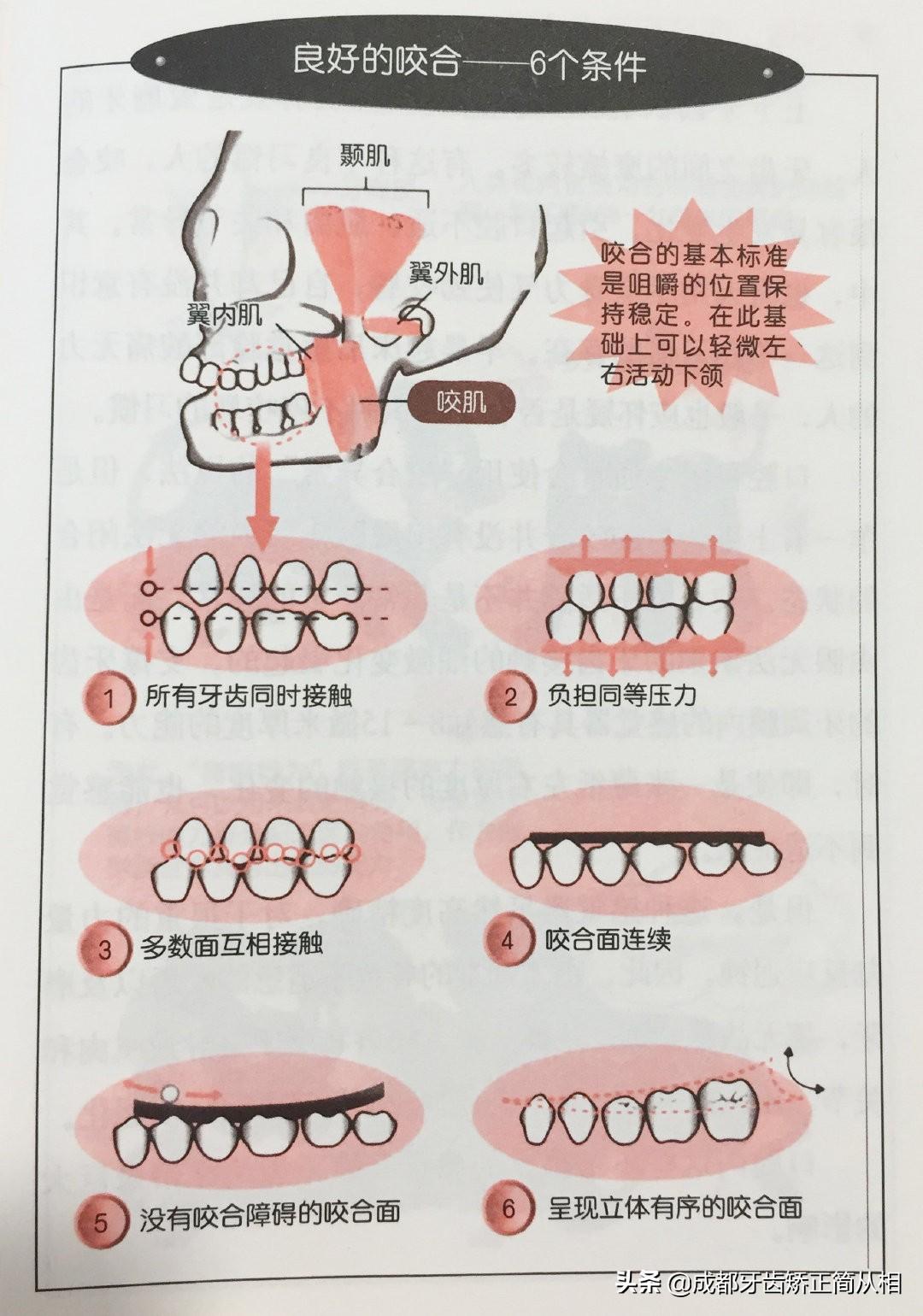 （正常牙齿咬合）怎样判断牙齿咬合功能是否正常?  第4张