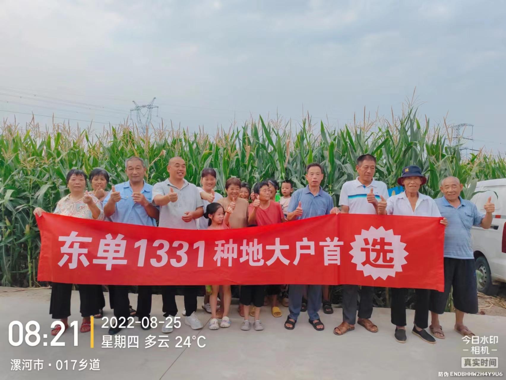 （东单1331玉米种简介）黄淮海地区适合哪个玉米种子品种?推荐东单1331  第8张