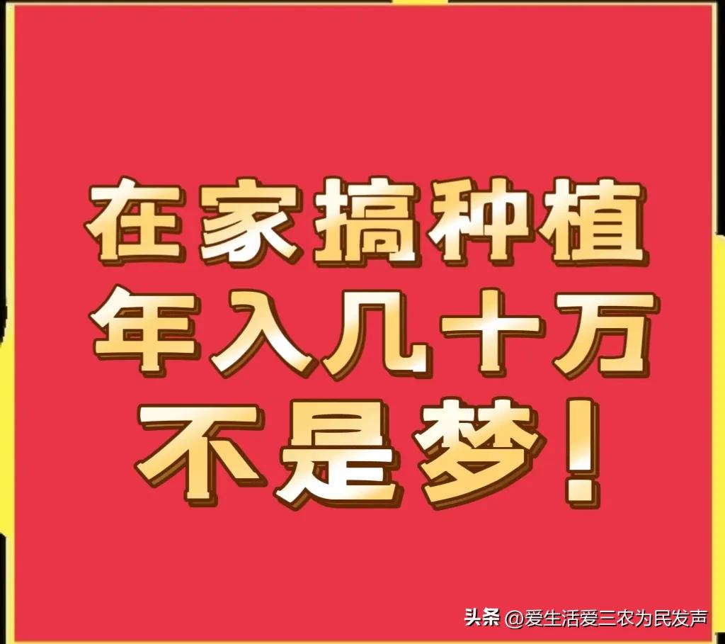 (家庭创业致富小项目)在家种什么既赚钱又简单?这些项目值得考虑，有人因此发家致富!  第1张