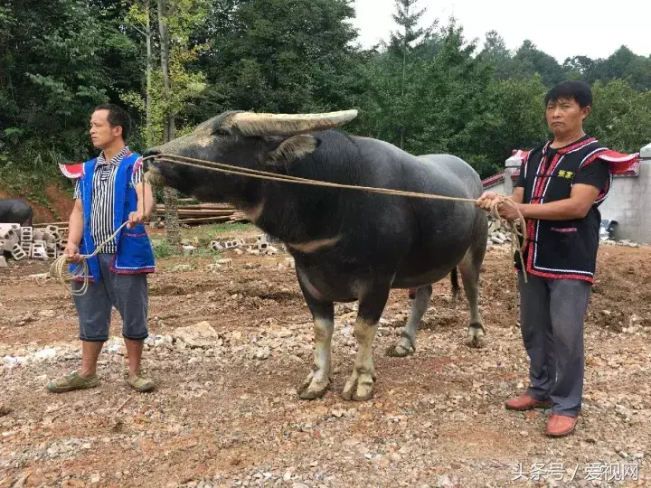 (身价186万牛王)牛王在张家界?10月1日斗牛开始!大明星都要来，你去不去看?  第4张