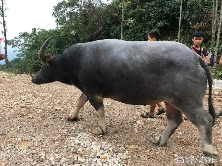 (身价186万牛王)牛王在张家界?10月1日斗牛开始!大明星都要来，你去不去看?  第9张