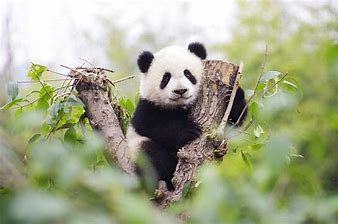 （关于熊猫的介绍）大熊猫的介绍  第4张