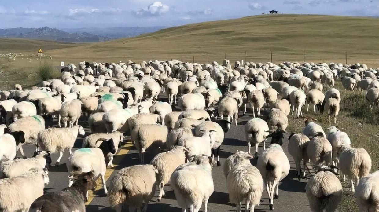 (蒙古国总统)2020年送中国三万只羊的蒙古国总统，如今涉嫌贪腐18亿，跑路了?  第2张