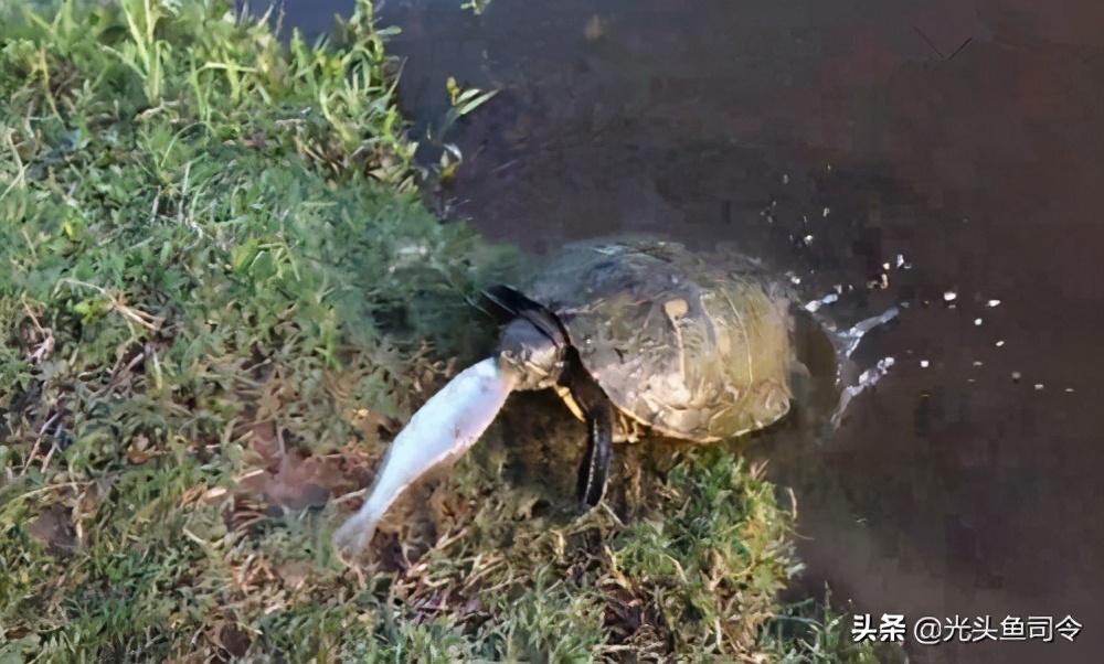 (什么能降低龟的灵敏度)乌龟之殇!每年新增3800万只，你的同情心，毁掉了本土乌龟  第4张