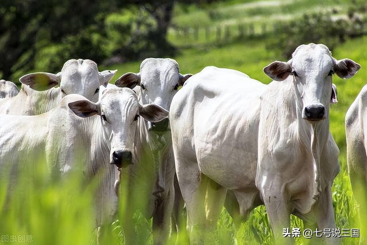 (人口最少的国家)全球有14个人口超过一亿的国家，哪些是发达国家，哪些最穷  第7张