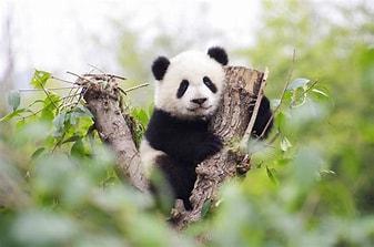 （关于熊猫的介绍）大熊猫的介绍  第1张