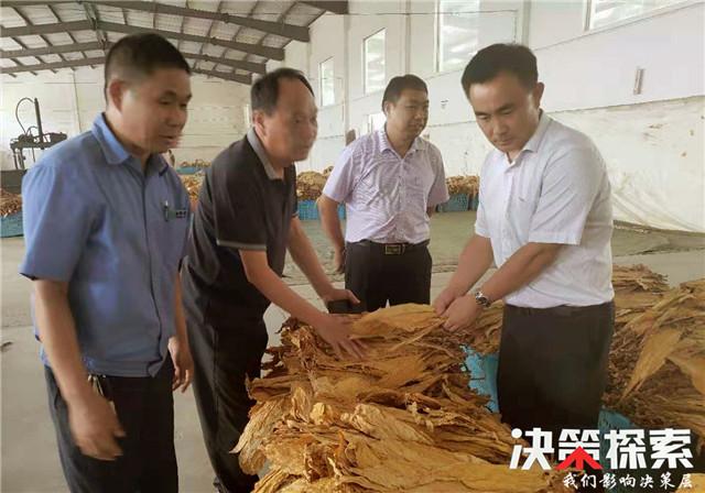 内乡县余关镇:飘香黄金叶 交售开门红(黄金叶香烟价格表大全)  第3张