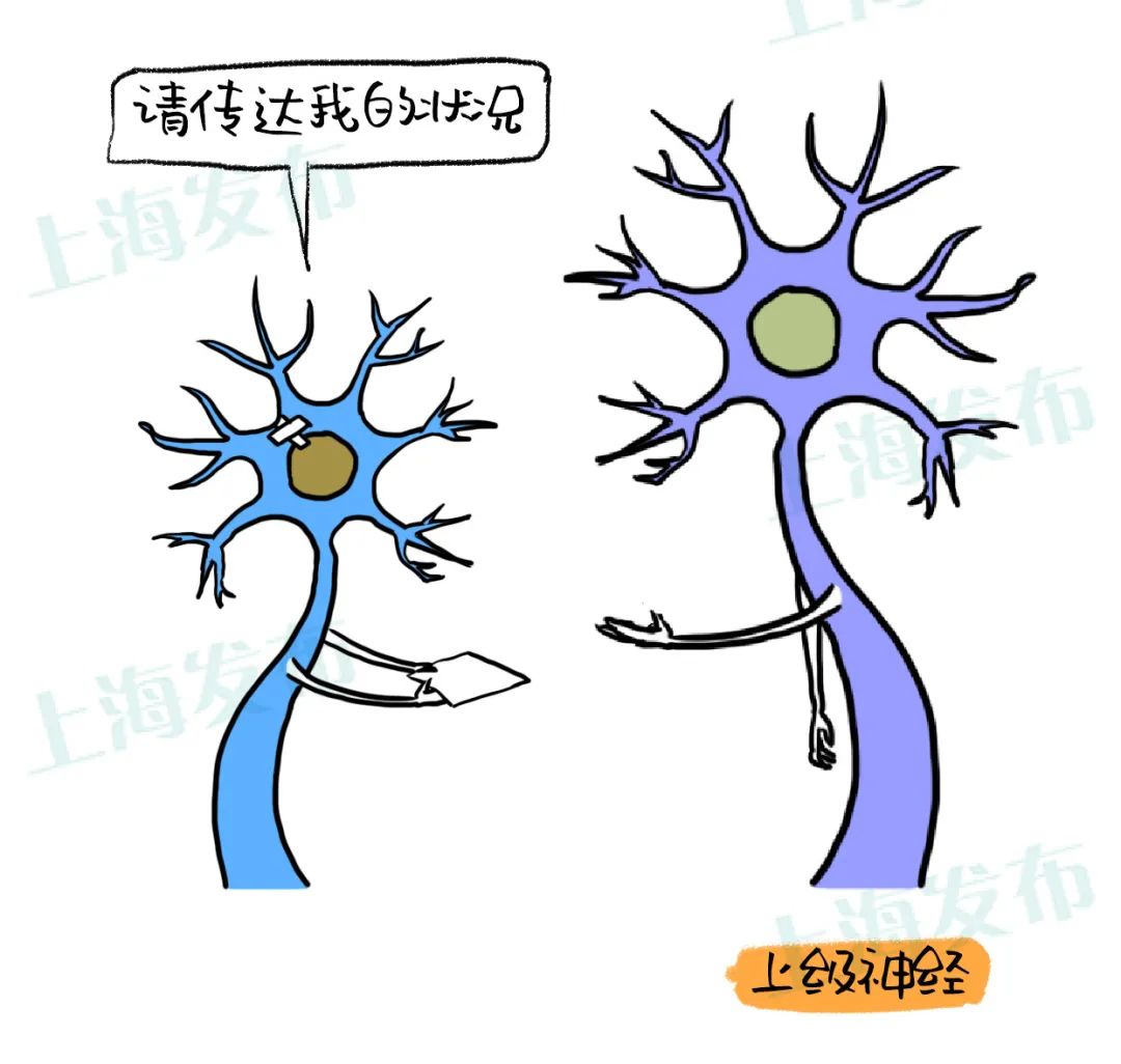 （一颗牙有几根神经）【医聊】怎么结束牙疼?被伤害的牙神经有话说  第8张