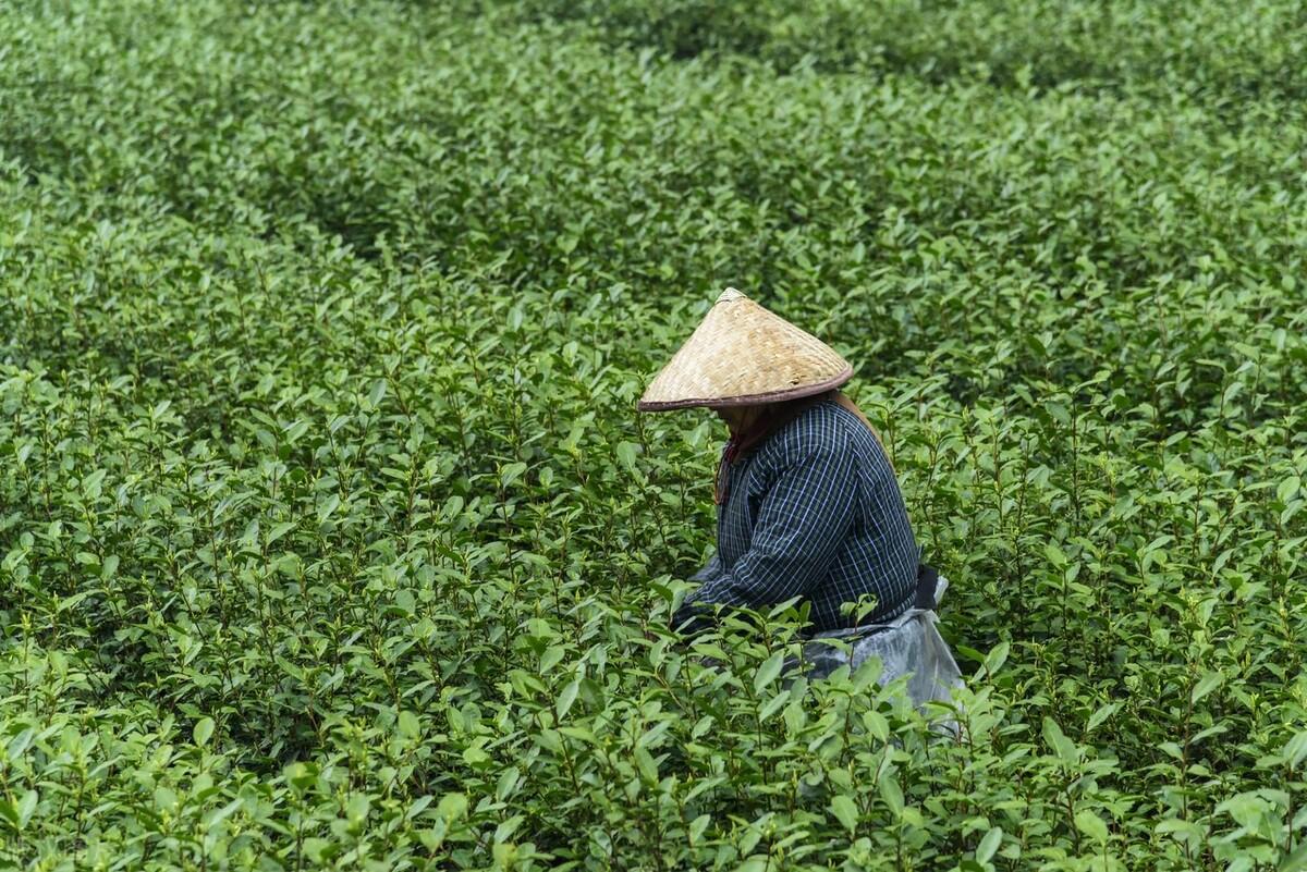 (十大名茶最新排名)中国十大名茶有哪些?你喝过哪几种，最喜欢哪一种呢?  第2张