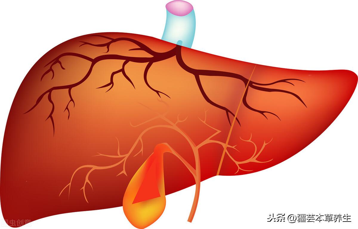 冬虫夏草的功效与作用及食用方法 冬虫夏草从挑选、吃法、用量到功效和保存方法的注意事项  第12张