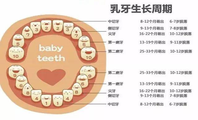 （幼儿牙齿分布）萌牙小课堂002:小乳牙有几颗，幼儿也要刷牙吗?  第1张